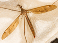 Tipula fulvipennis